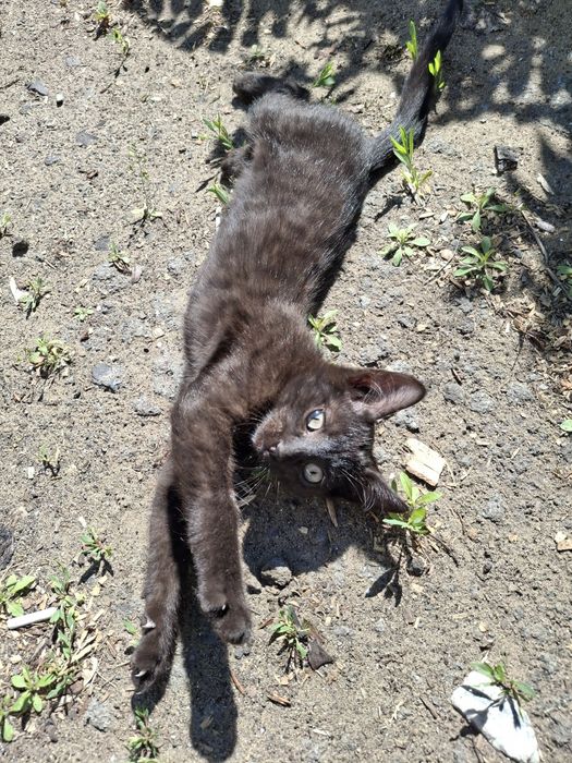 Отдам котёнка 2 месяца (мальчик)