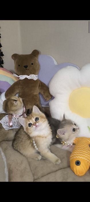 Золотая шиншилла премиум котята.