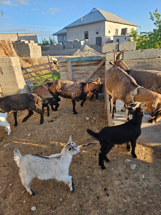 Альпийски теке сатылады 2 жас