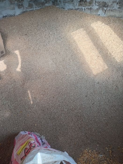 Porumb și grîu ,la saci de 40 kg 65 lei .