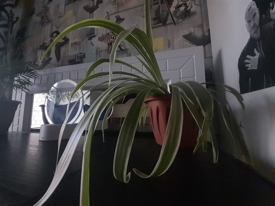 Хлорофитум сортовой