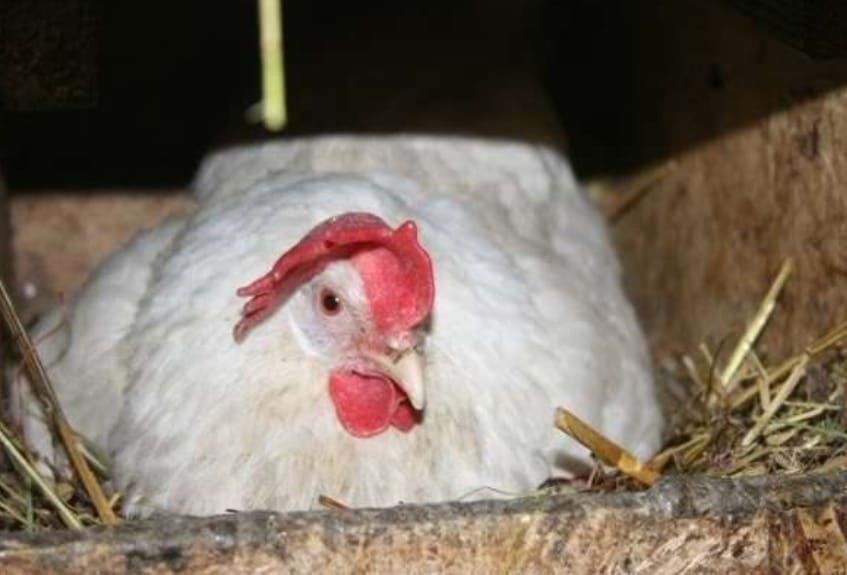 Куры несушки легорны