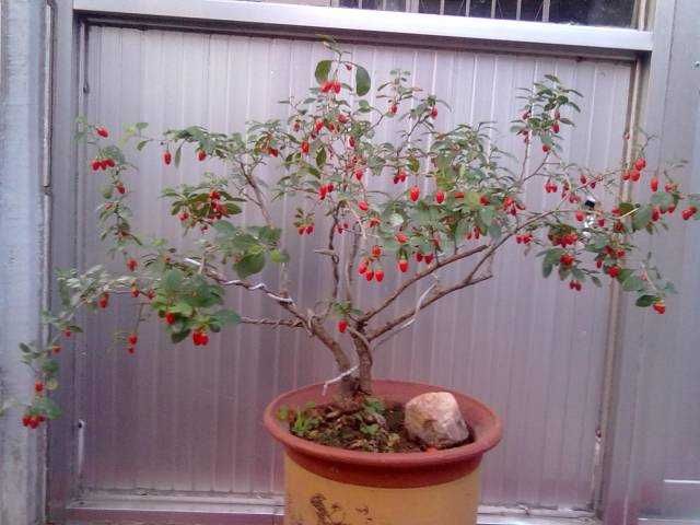 Гожи кўчатлари Ишончли