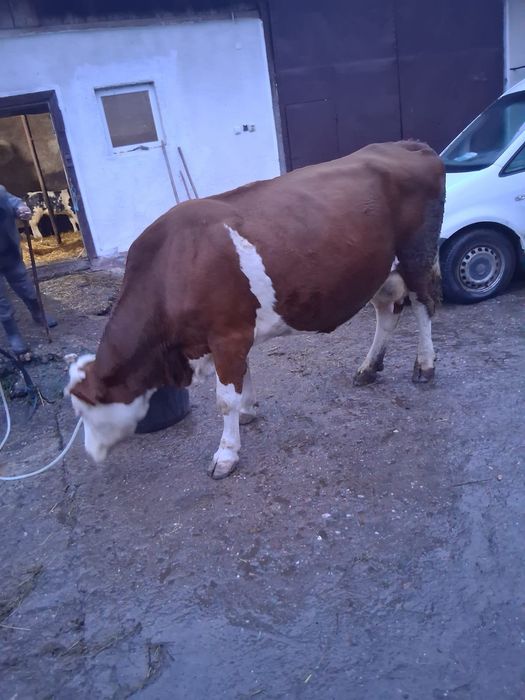 Vând vacă băltată cu vițel