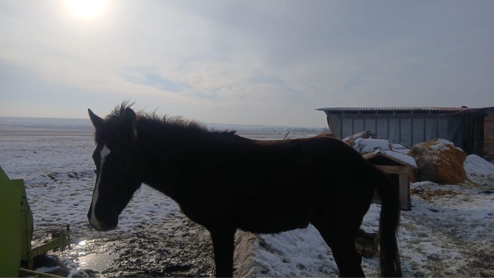 Продам лошадь