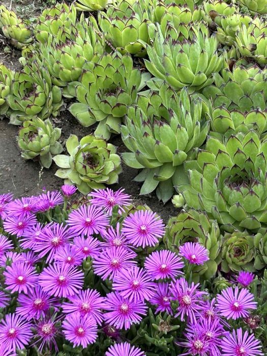 Сукуленти / Алпийска роза / Дебелец