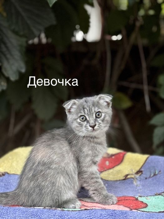 Котята в добрые и любящие руки