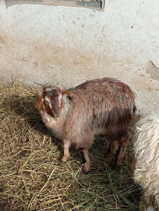 Ешкі, тоқты сатылады