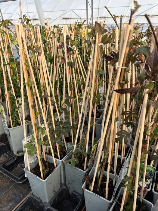 Шоколадова лоза (Akebia quinata)