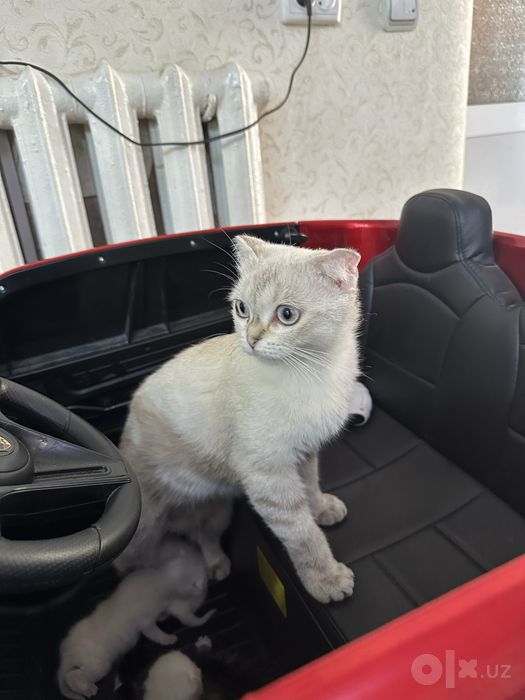 Кошка , домашняя даром