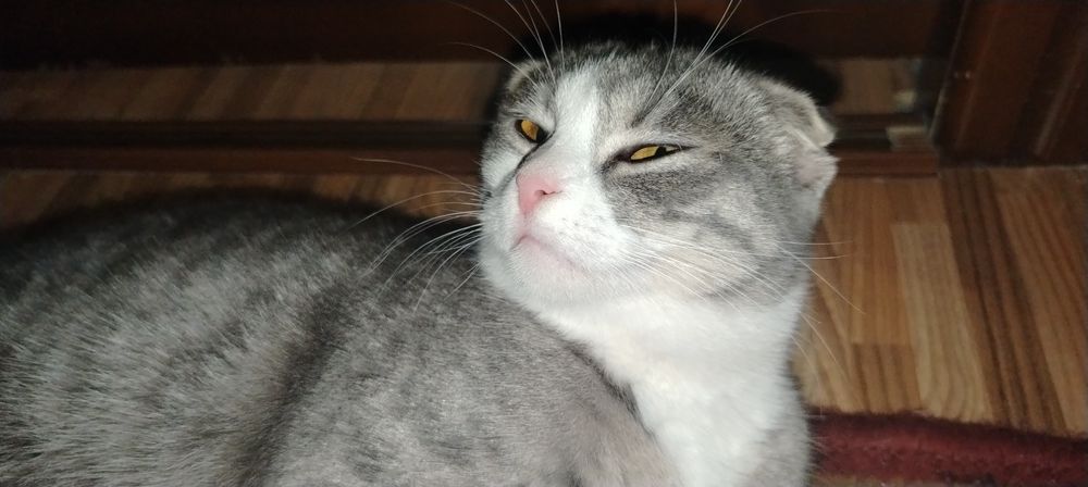 Продаётся две кошки