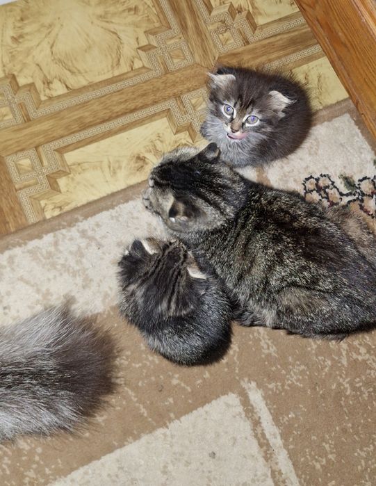 отдам котят скоттиш-фолд