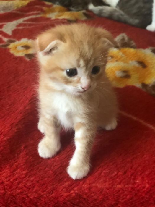 Отдам котят в хорошие руки