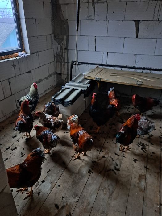 Găini de vanzare wiandote