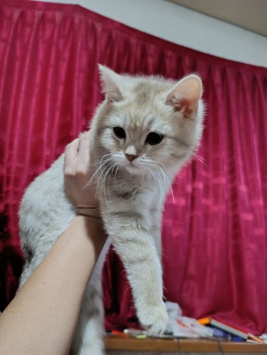 Britanskiy mushuk sotiladi