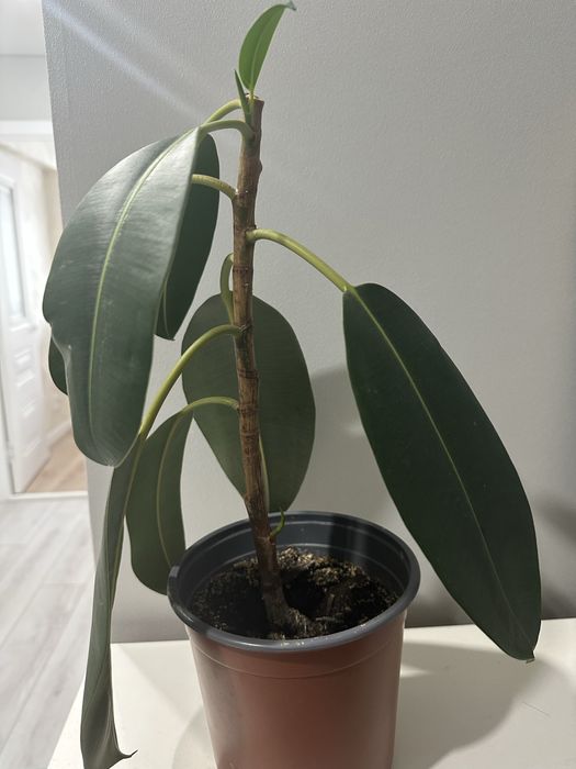 фикус, в подарок отросток толстянки