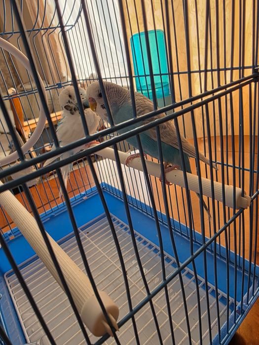 Папугай сатылады.