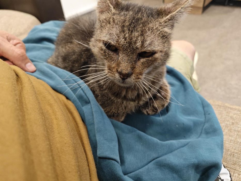 Гальовен кот  търси дом!