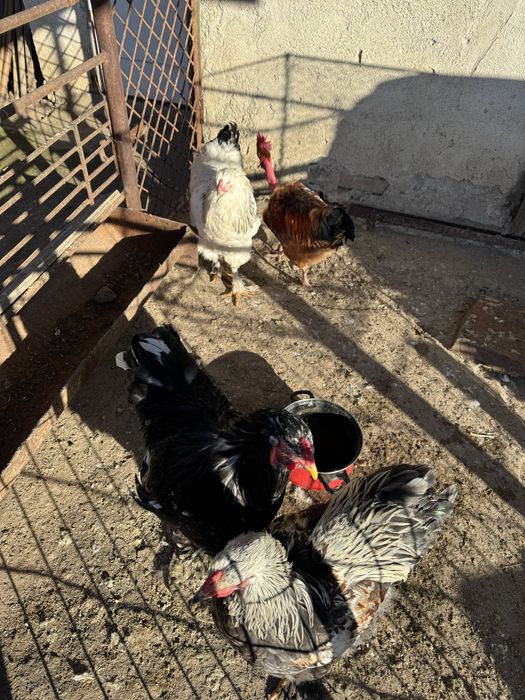 Schimb coocosi cu gaini