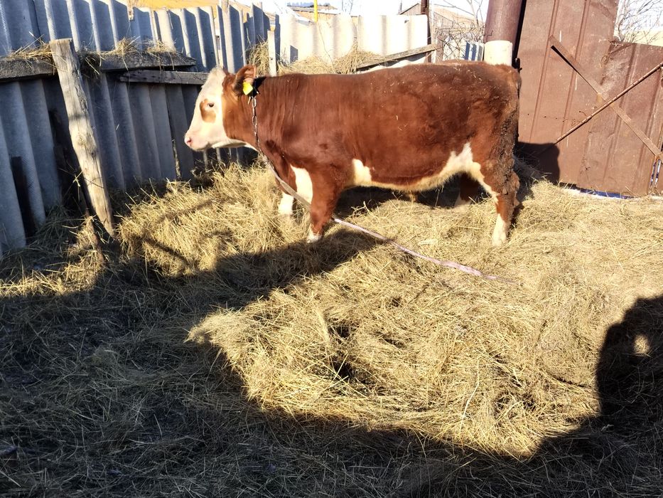 Продам два бычка откорм