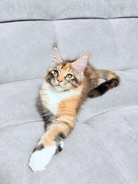 Кошечка мейнкун, трехцветная