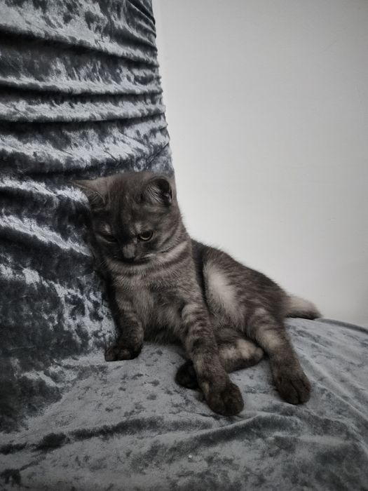 Отдам хорошие руки котёнка