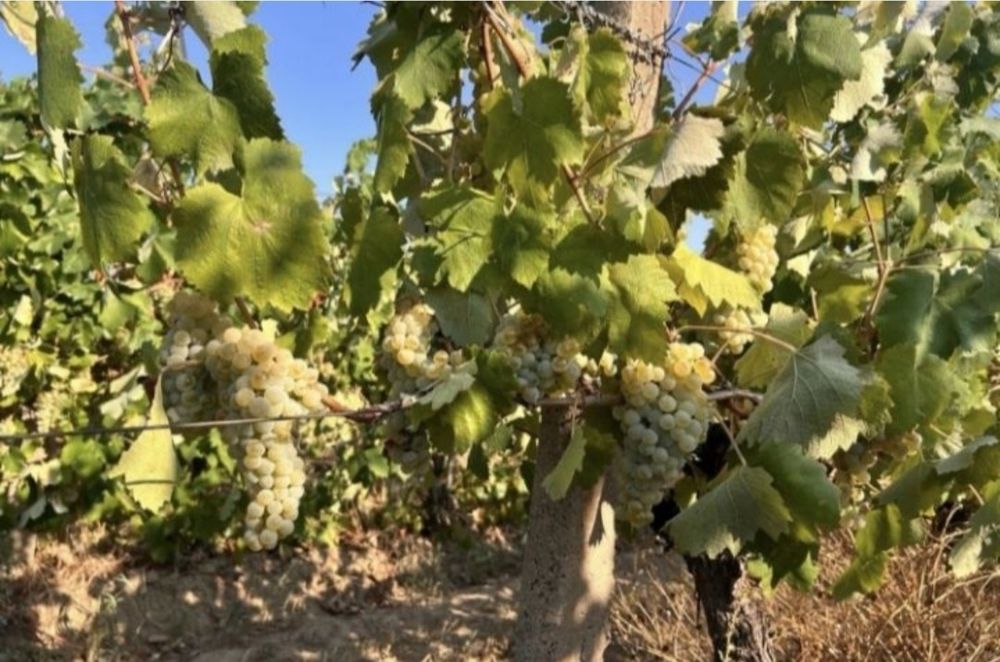 Vând struguri de vin