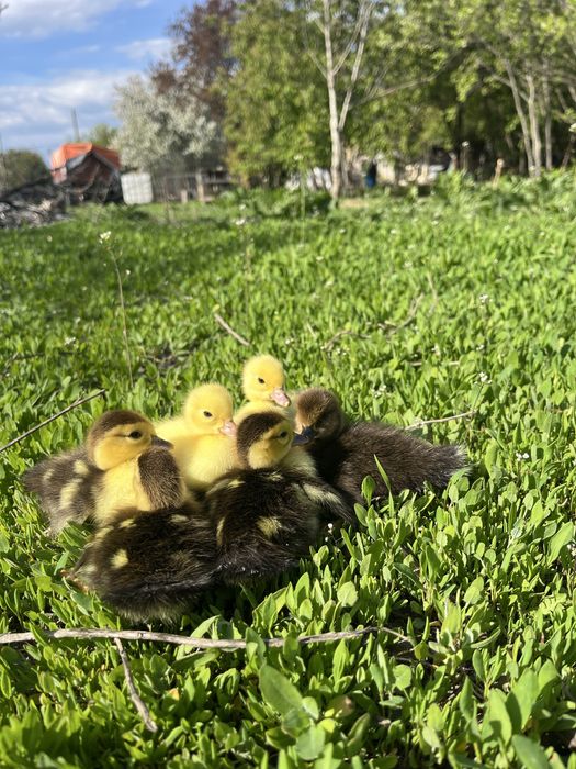 Vand boboci de o saptamana