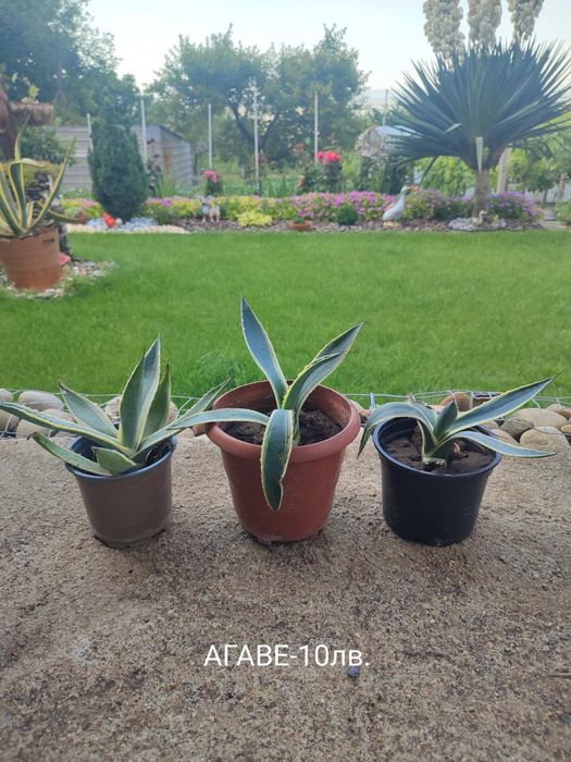 Агаве цветя , малки и по големи.