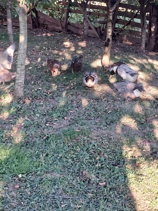 Vând familie de rate moțate formată din 4 femele și un mascul!