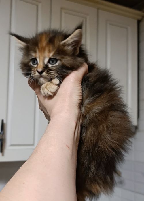 Котенок Мейнкун. 65000