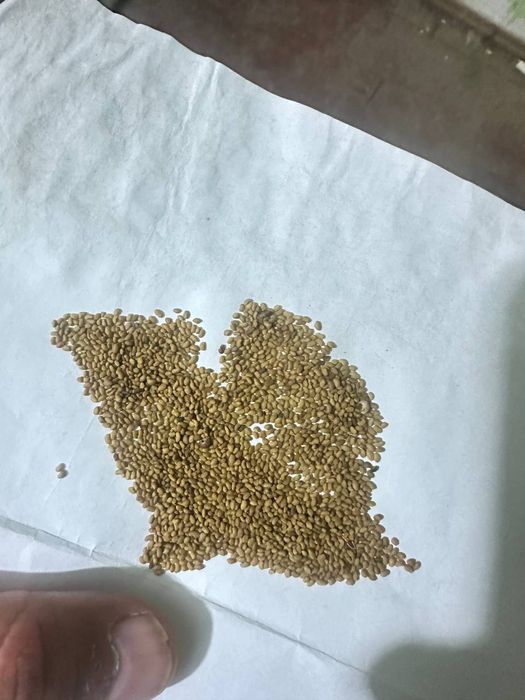 Беда урук сотилади 2 тонна бор сифати яхши 1кг нархи 35000 сум