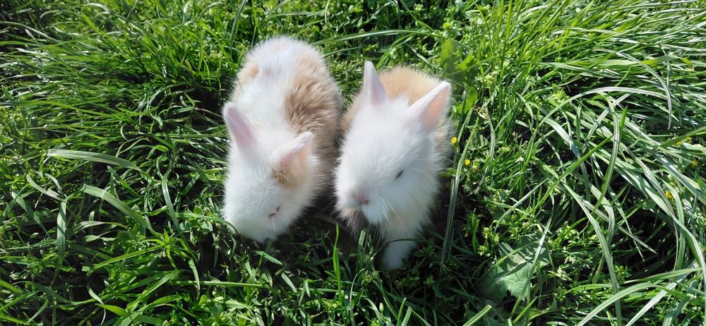 Pui iepure cap de leu