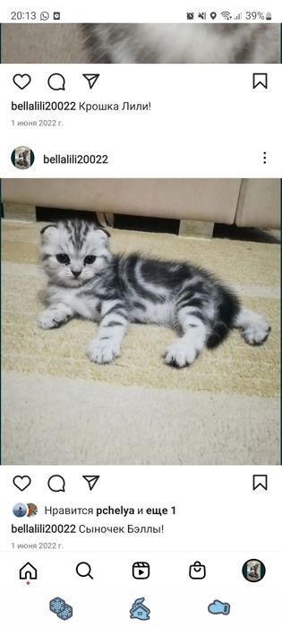 Шотландские вислоухие