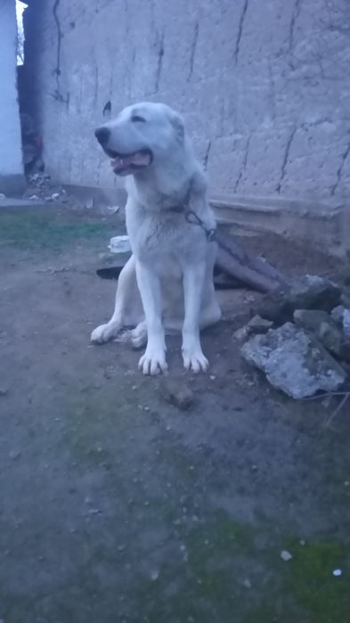 Средний азиатской сабака