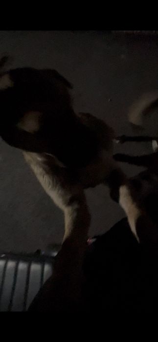 URGENT Catelusa talie mare spre adoptie