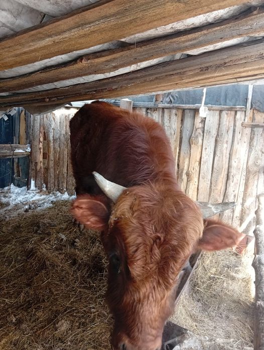 Продам бычок 1,4.