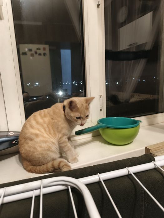 Отдам в хорошие руки котёнка