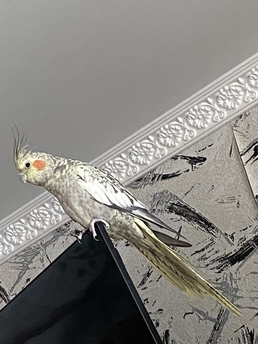 Обменаю на планшет или телефон