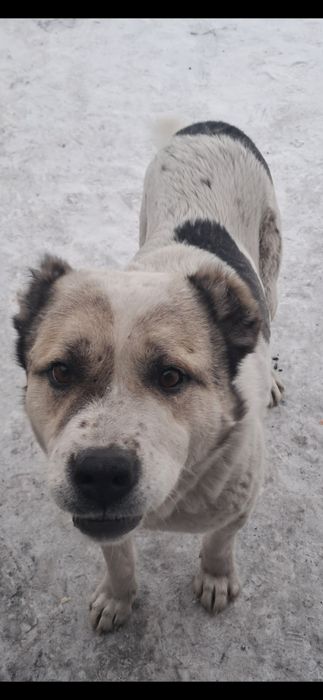 Отдам собаку алабай