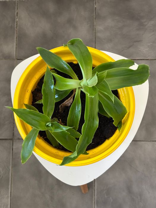 Ароматна Кализия - билката на века