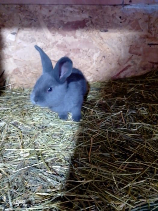 Se vinde iepuroaice cu pui