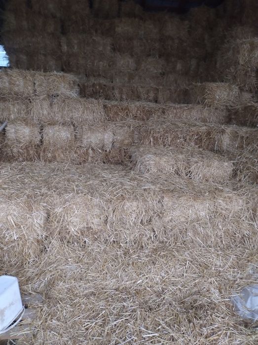 Vând baloți paie, coceni, nutreț