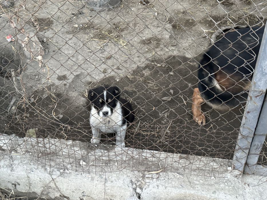 Алабай, 3 месяца активный