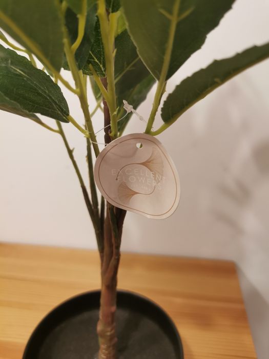 Planta/ copacel decorativ in Ghiveci