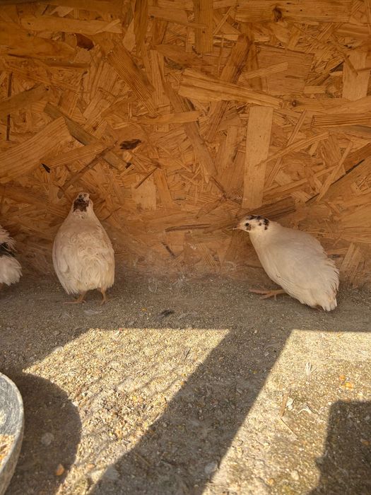 dau cadou prepelițe