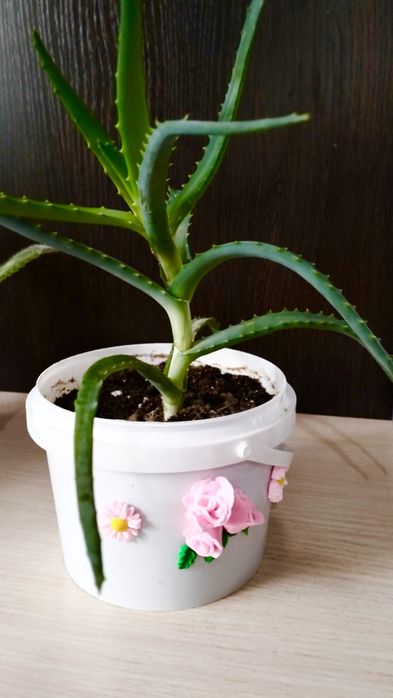 Продам алоэ, лечебное