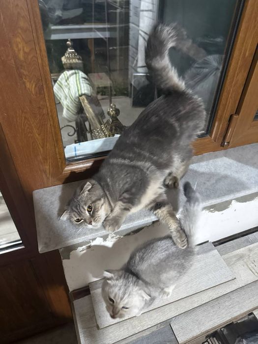 Scottish Fold 2 oylik soglom onasi bilan berladi