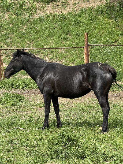 Продаеться кобыло
