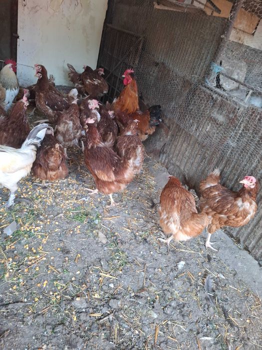 Кокошки носачки ломан браун